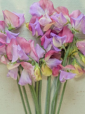 LATHYRUS odoratus Pink/Lavender